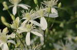 Leatherleaf clematis